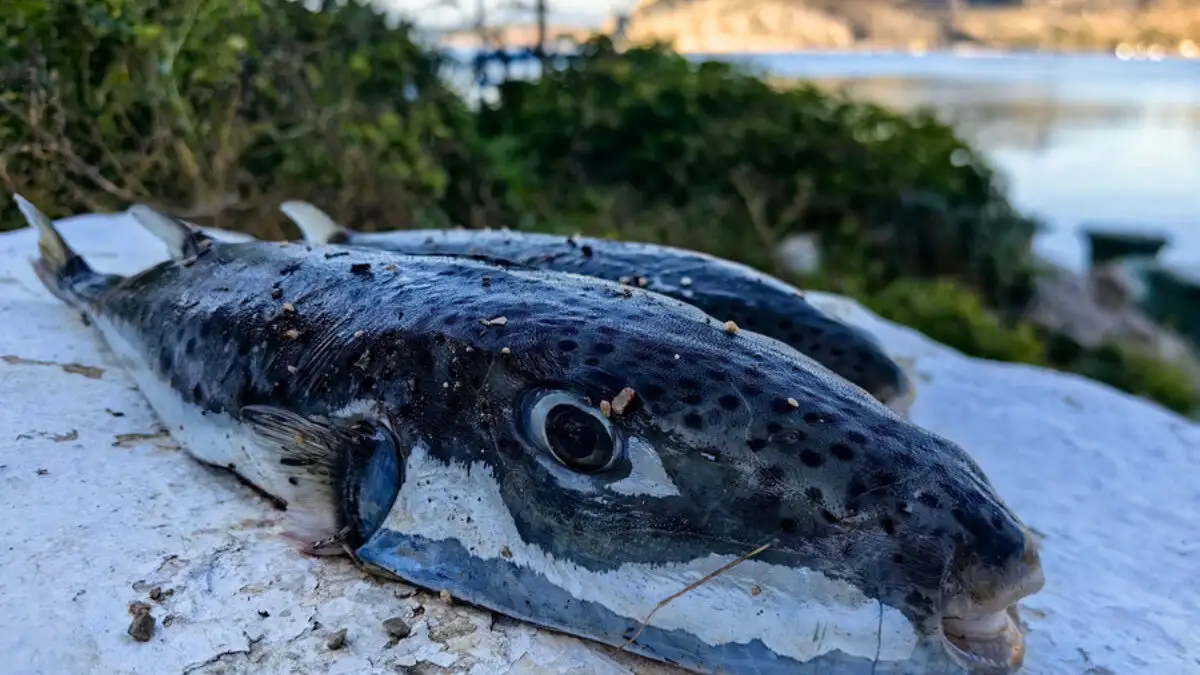 Λαγοκέφαλος