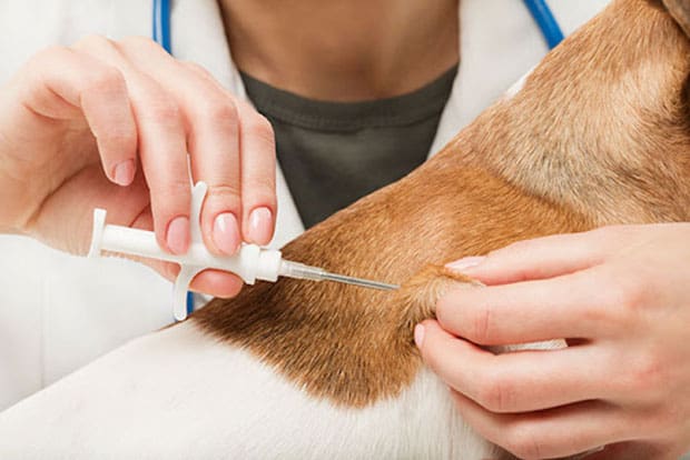 Τοποθέτηση microchip σε κυνηγετικό σκύλο από κτηνίατρο