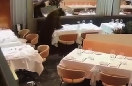 Αρκούδα μπήκε σε εστιατόριο στο Κολοράντο Μαύρη αρκούδα μέσα σε εστιατόριο στο Κολοράντο