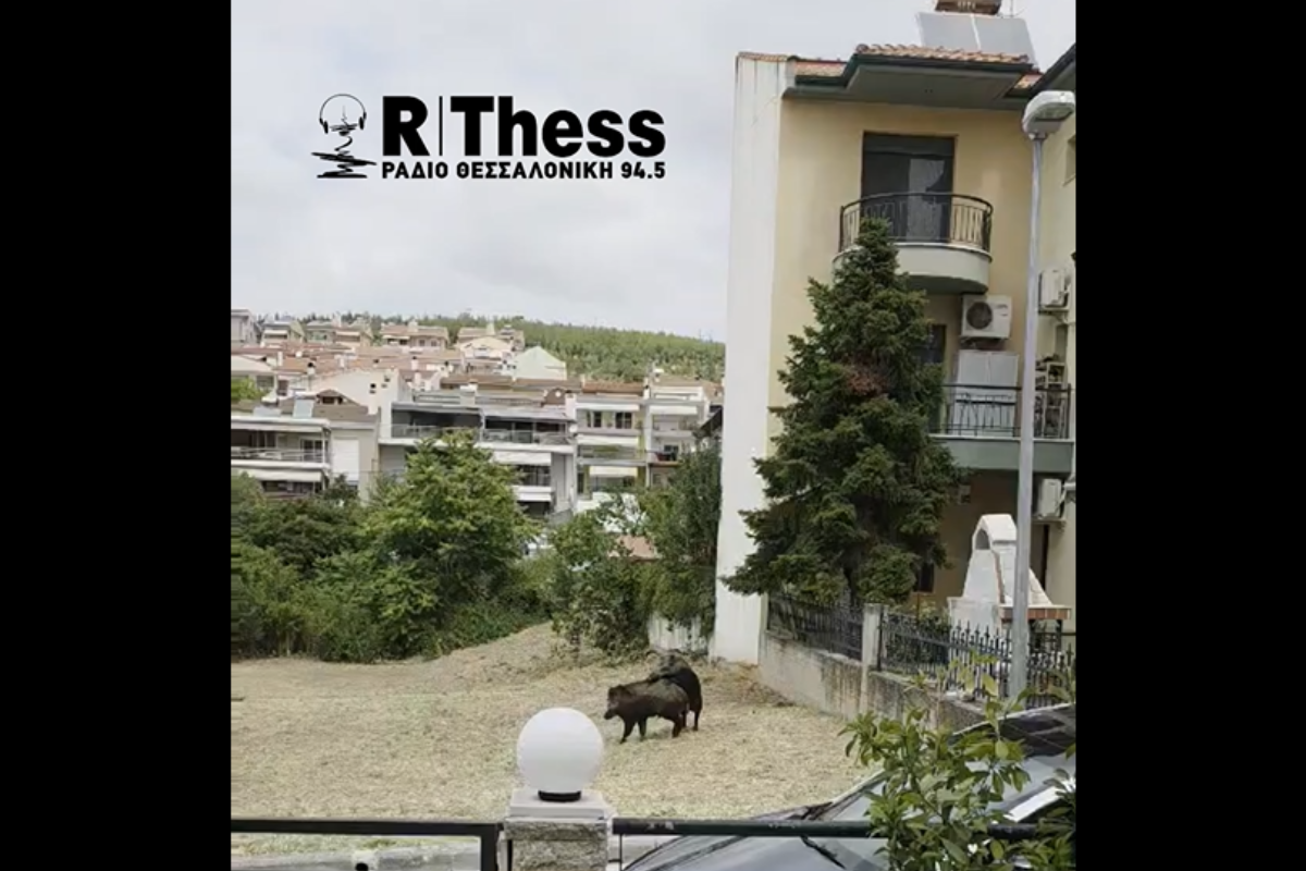 Αγριογούρουνα στο Ρετζίκι Θεσσαλονίκης Αγριογούρουνα στο Ρετζίκι Θεσσαλονίκης