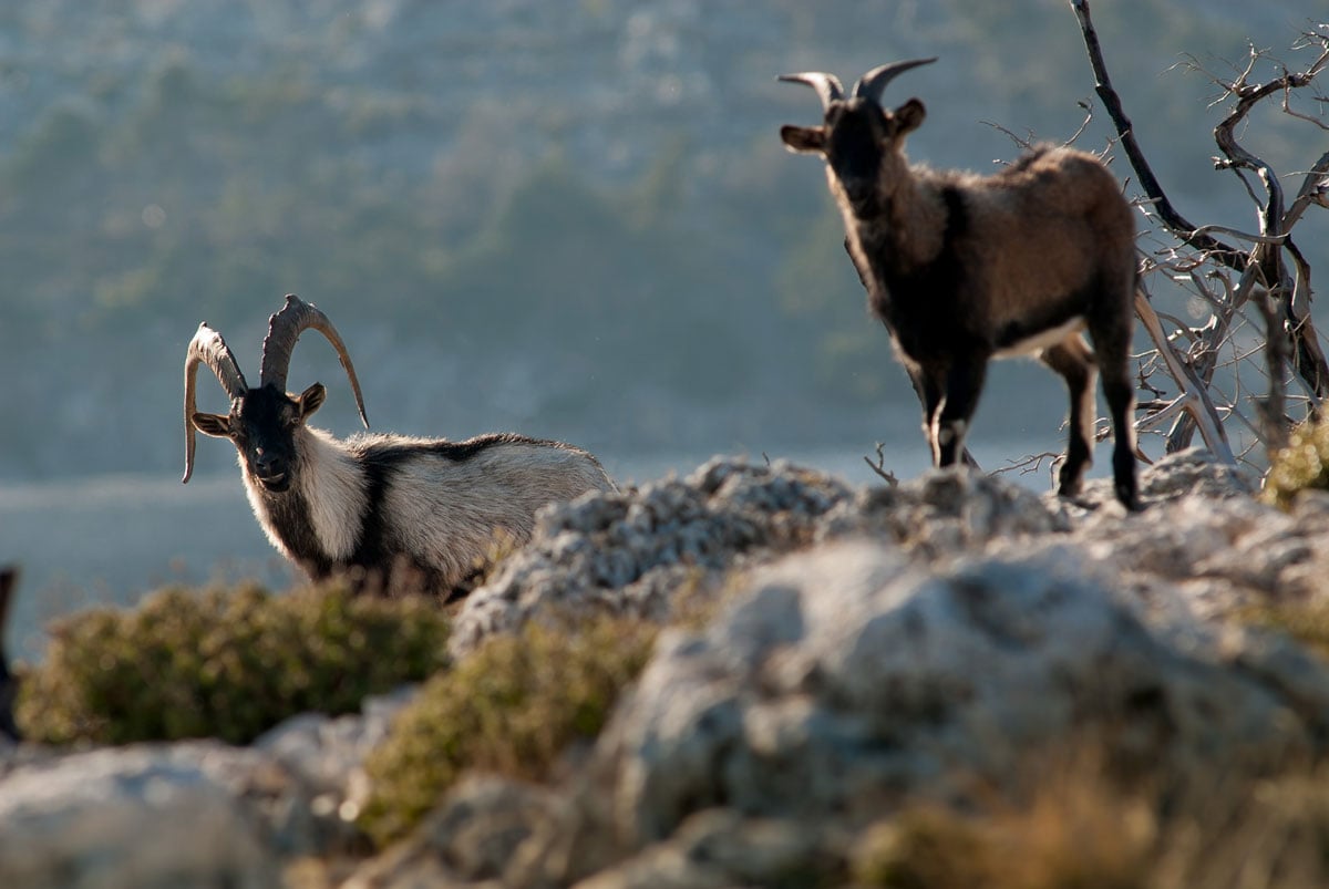 Κρητικός αίγαγρος