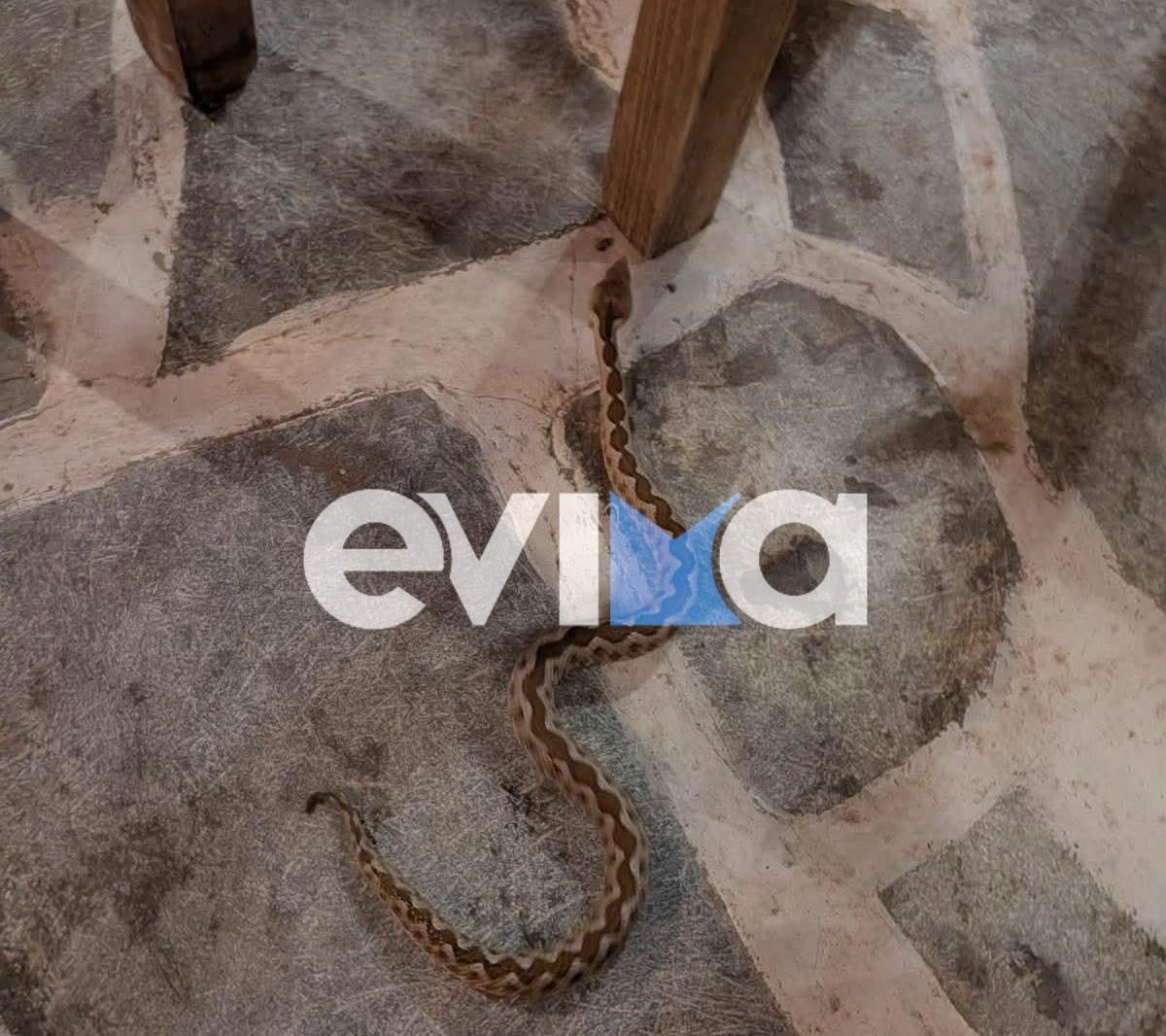 Φίδι σε ταβέρνα στη Νότια Εύβοια