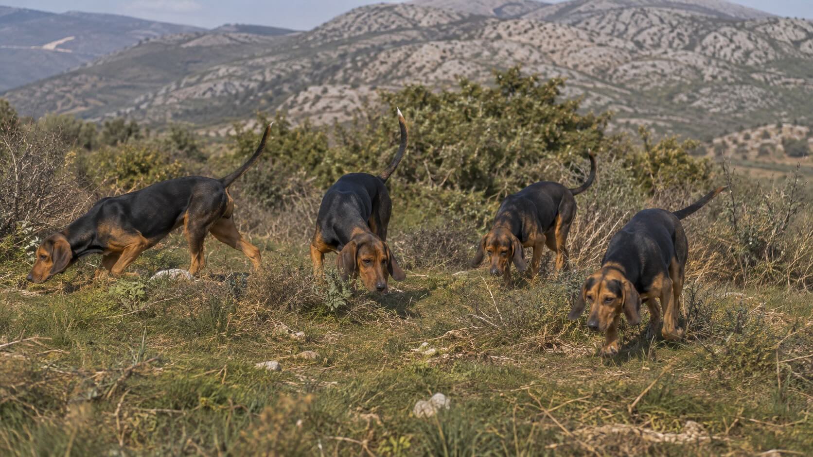 Πιερία – Τέσσερις σκύλοι και το κυνήγι λαγού Τέσσερις σκύλοι δίωξης στο κυνήγι λαγού στην Πιερία
