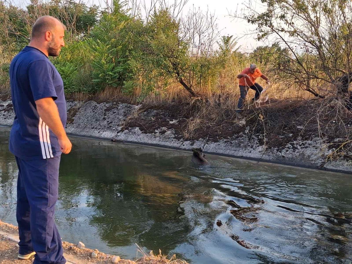 Γιαννιτσά – Απεγκλωβισμός τεσσάρων αγριόχοιρων Απεγκλωβισμός τεσσάρων αγριόχοιρων από αρδευτικό φράγμα στα Γιαννιτσά