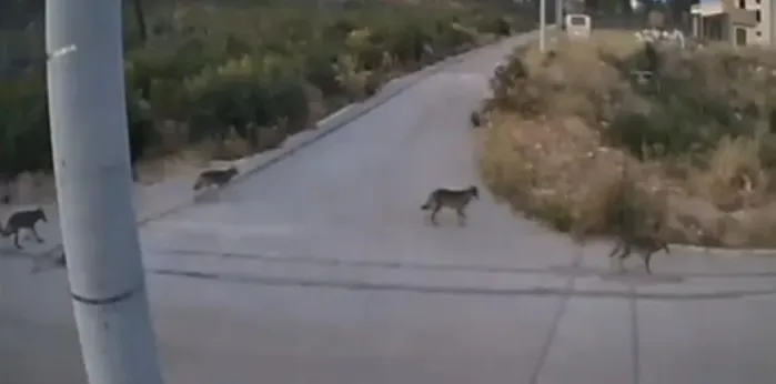 Λύκοι στην Ιπποκράτειο Πολιτεία Λύκοι κοντά σε αυλή κατοικίας στην Ιπποκράτειο Πολιτεία
