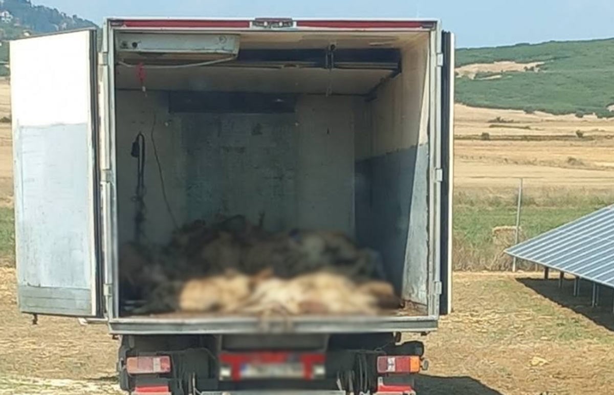 Επίθεση λύκων στον Δομοκό Επίθεση λύκων σε κοπάδι προβάτων στον Δομοκό