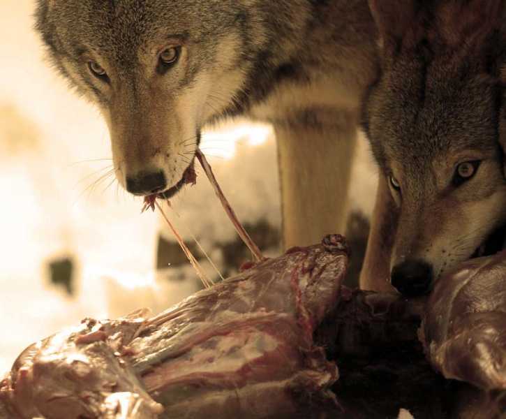 Λύκοι επιτίθενται σε κοπάδια στα Τρίκαλα Λύκοι – επιθέσεις σε κοπάδια στα Τρίκαλα