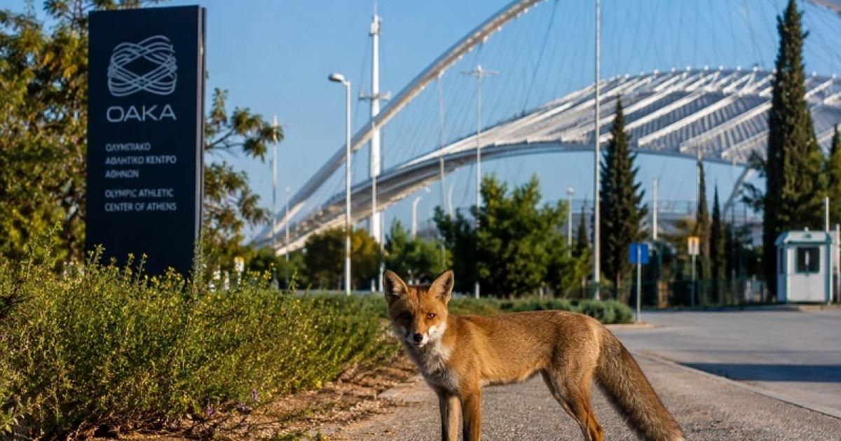 Αλεπούδες στο ΟΑΚΑ Αλεπού σε αστικό περιβάλλον – Εμφάνιση αλεπούδων στο ΟΑΚΑ