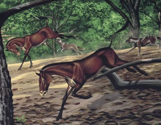 Ο προϊστορικός σκύλος Mesocyon coryphaeus