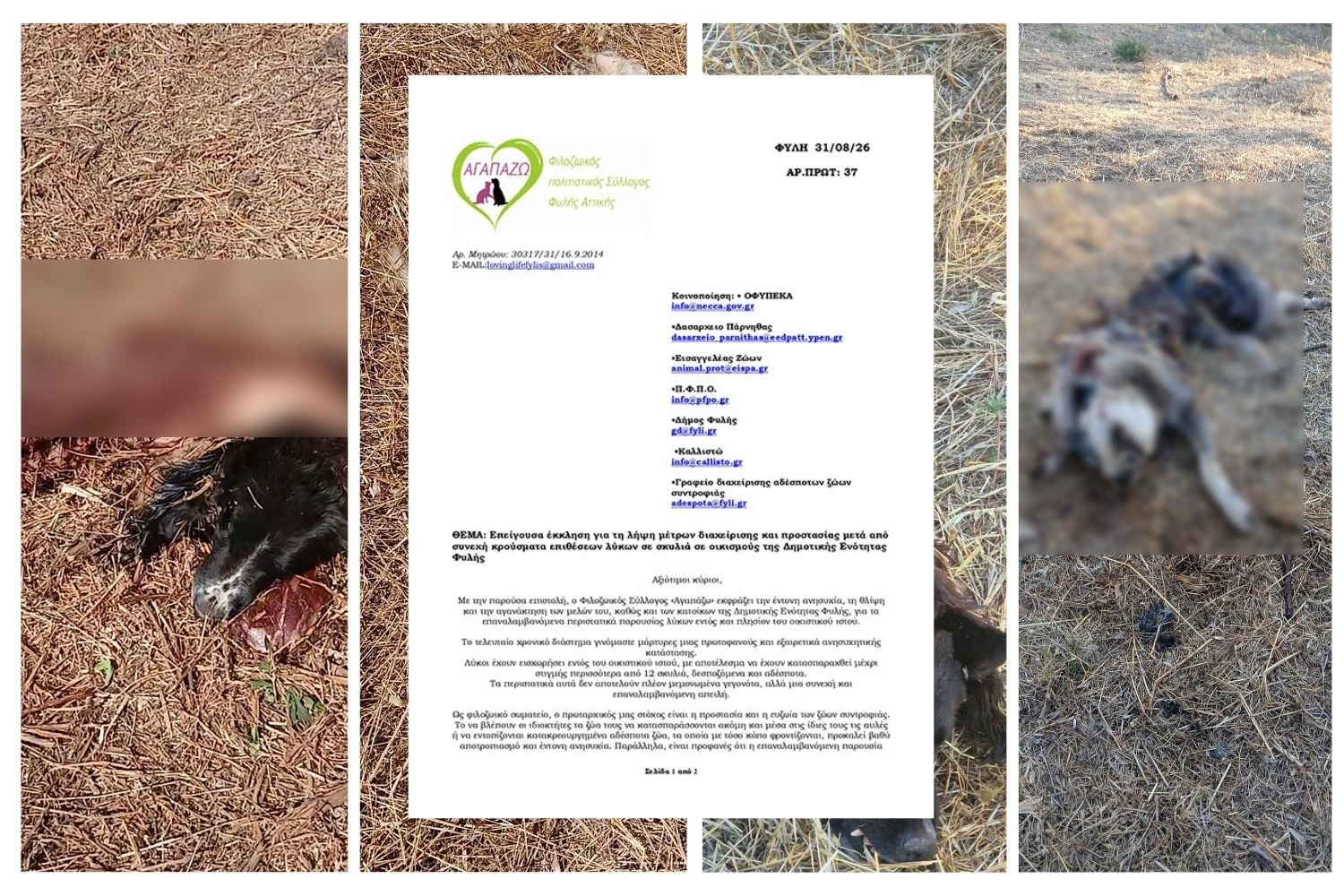 Λύκοι στη Φυλή: 12 σκυλιά νεκρά Λύκοι στη Φυλή – 12 σκυλιά νεκρά και έκκληση για μέτρα