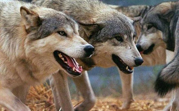 Γαρδίκι Φθιώτιδας – Επίθεση λύκων σε κυνηγόσκυλα Κυνηγόσκυλο μετά από επίθεση λύκων στο Γαρδίκι Φθιώτιδας