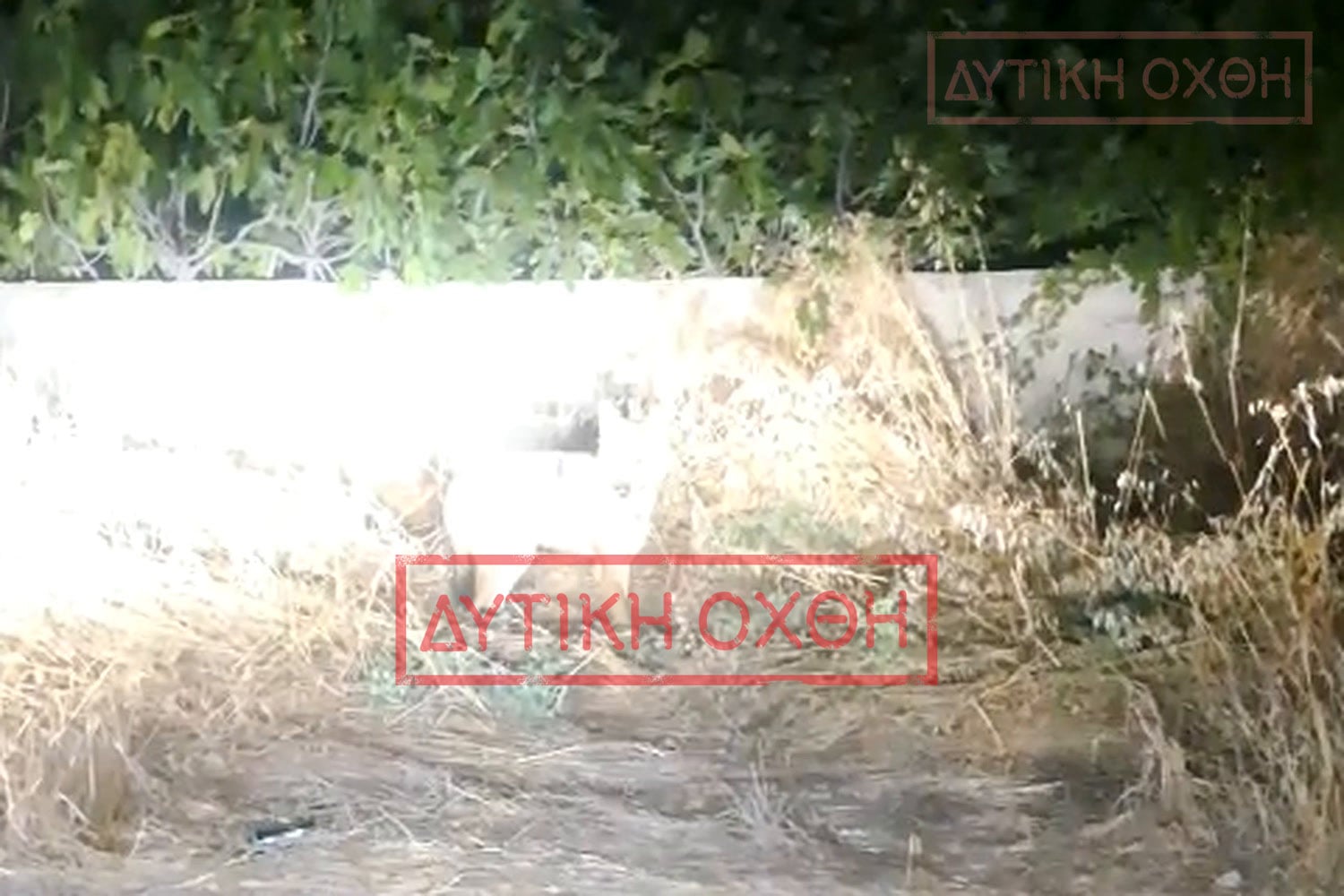 Λύκος μέσα σε παιδική χαρά στη Φυλή