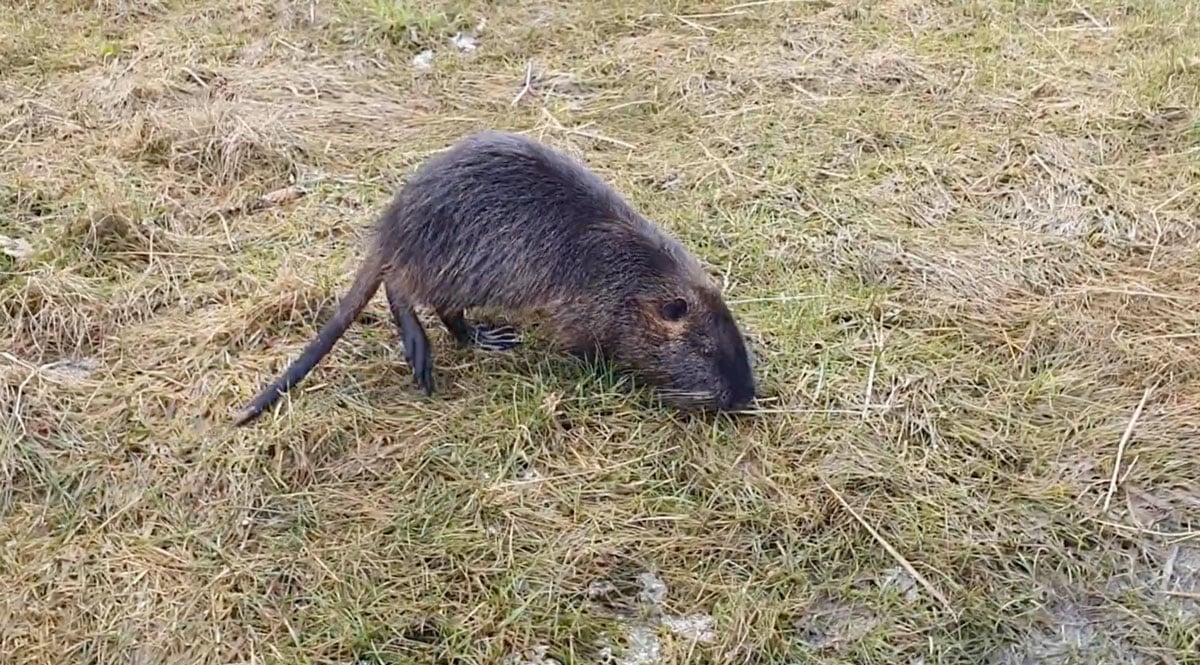 Νουτρία Myocastor coypus σε υγρότοπο