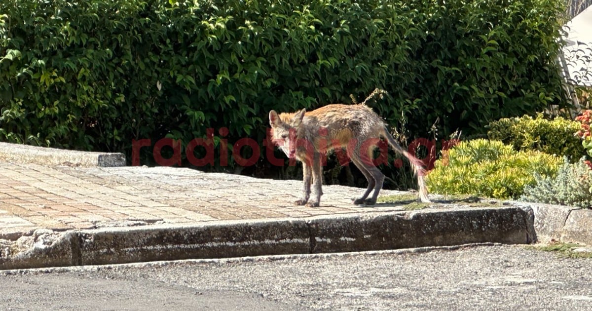 Άρρωστη και υποσιτισμένη αλεπού στη Θήβα