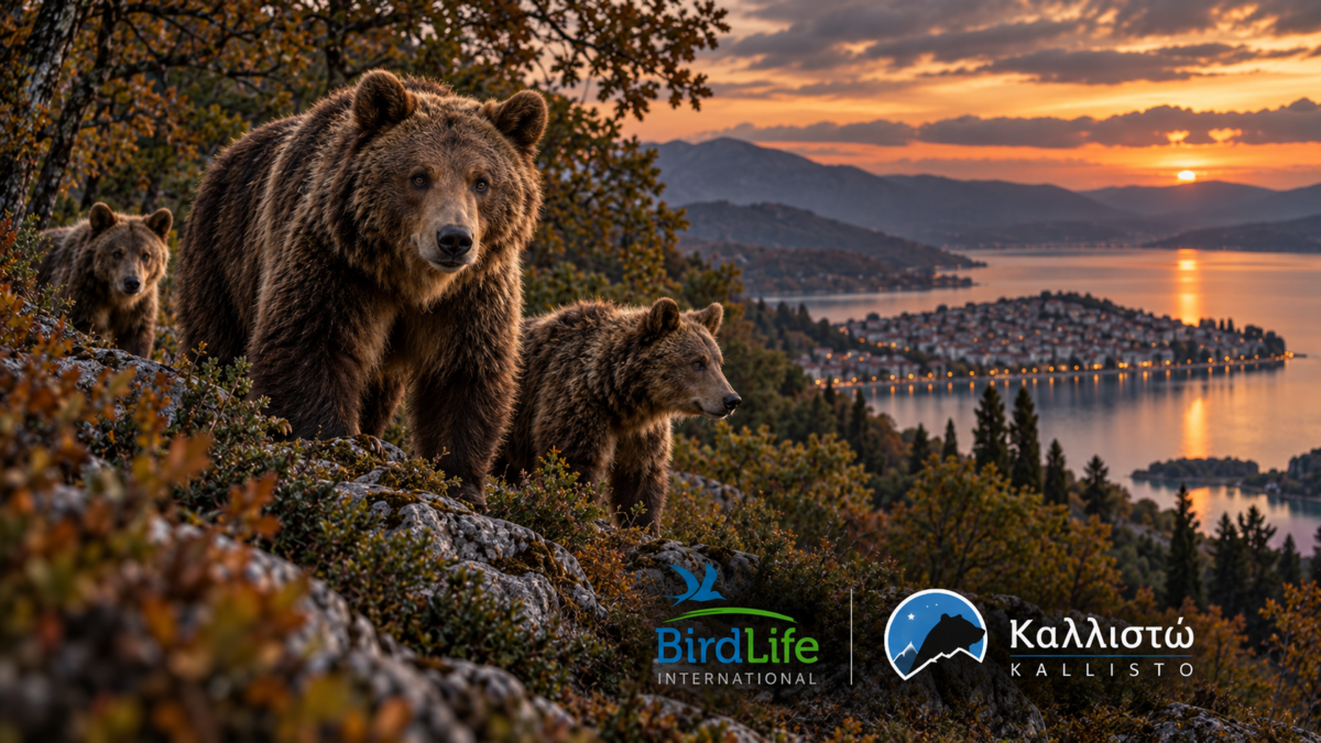 LIFE DinPin Bear και εθελοντικές δράσεις LIFE DinPin Bear – καφέ αρκούδα και εθελοντικές δράσεις