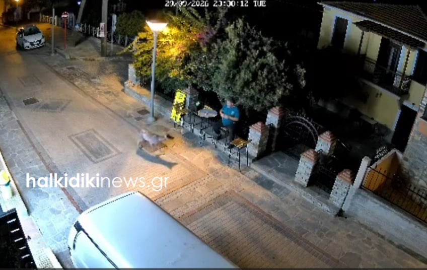 Λύκος στη Νικήτη Χαλκιδικής Λύκος στη Νικήτη Χαλκιδικής μέσα στον οικισμό